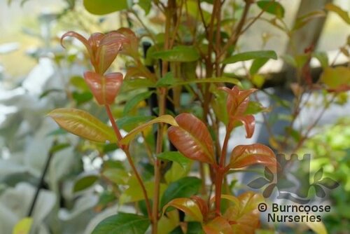 SYZYGIUM   