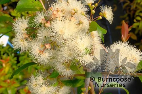 SYZYGIUM smithii  