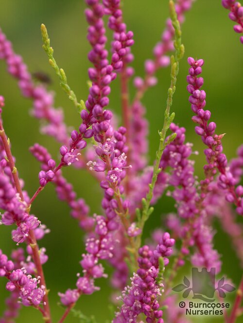 TAMARIX   