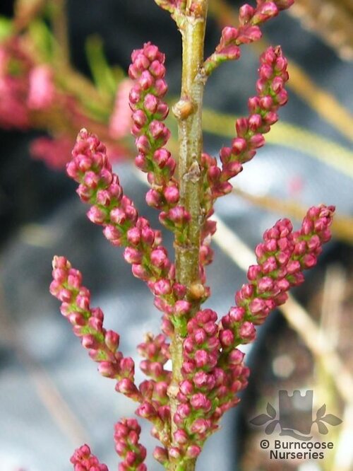 TAMARIX tetrandra  
