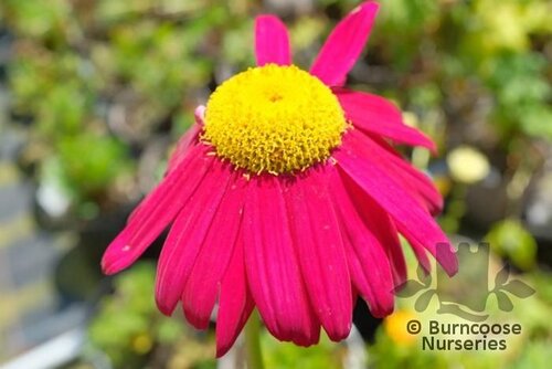 TANACETUM   