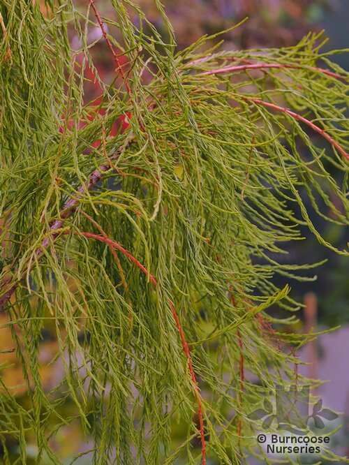 TAXODIUM distichum var. imbricarium 'Nutans'