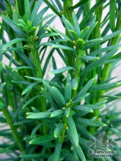 TAXUS baccata  