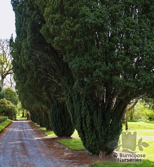 TAXUS baccata 'Fastigiata' 