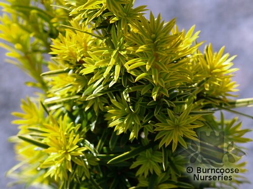 TAXUS baccata 'Fastigiata' 'Aureomarginata'
