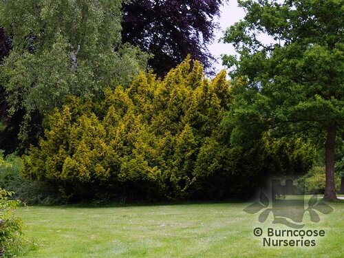 TAXUS baccata 'Semperaurea' 