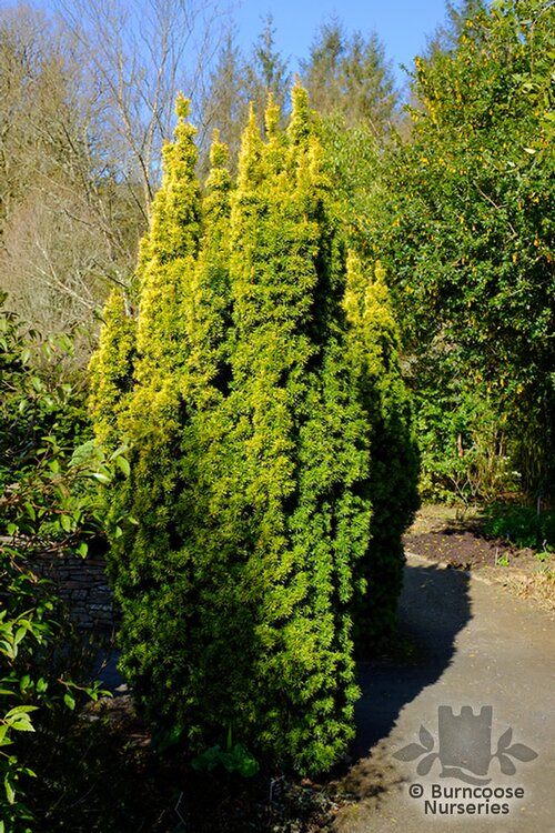 TAXUS   