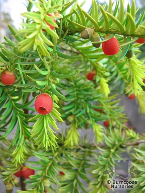 TAXUS baccata 'Dovastonii Aurea' 