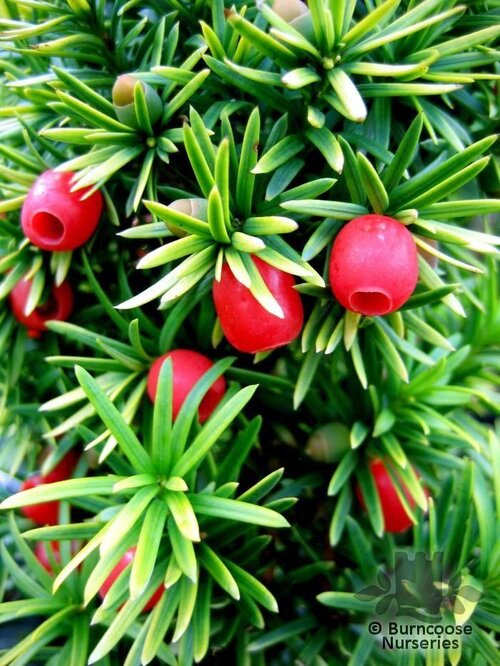 TAXUS baccata 'Standishii' 