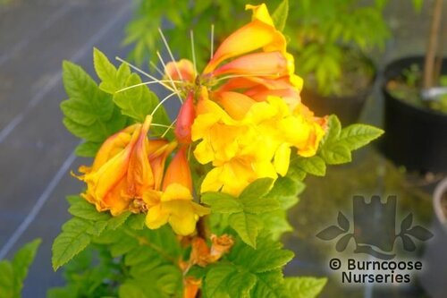 TECOMA capensis 'Tropical Twist' 