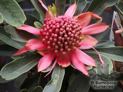 PROTEA Telopea 'Braidwood Brilliant' 