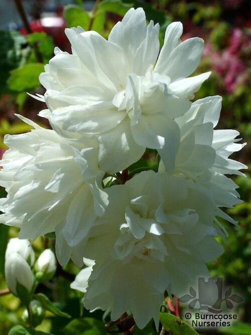 PHILADELPHUS 'Pearls of Perfume'  