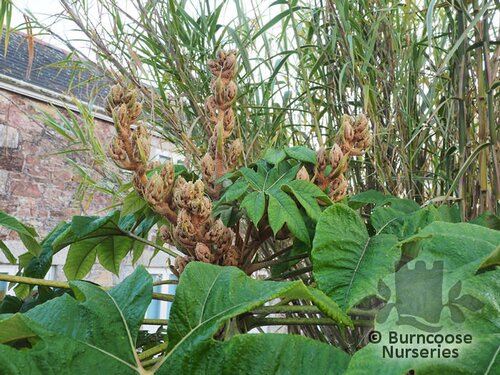 TETRAPANAX papyrifera 'Rex' 