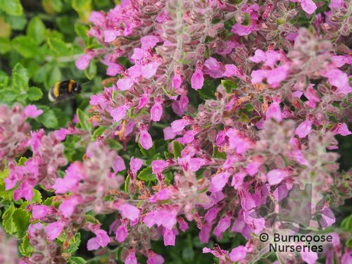 TEUCRIUM x lucidrys  