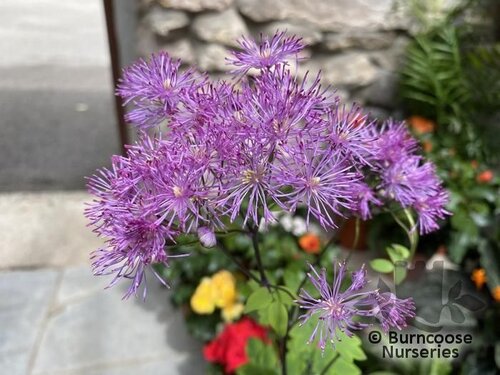 THALICTRUM 'Black Stockings'  
