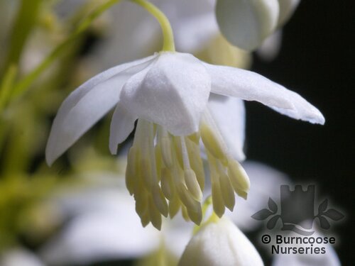 THALICTRUM delavayi 'Album' 