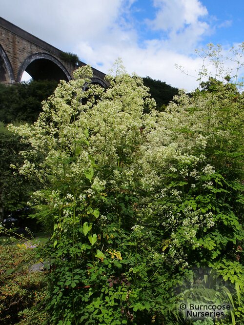 THALICTRUM   