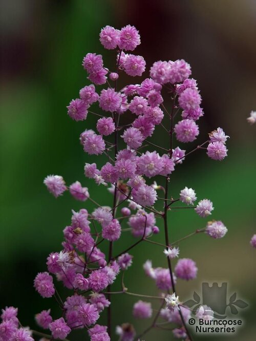 THALICTRUM delavayi 'Hewitt's Double' 