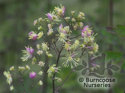 THALICTRUM 'Elin'  