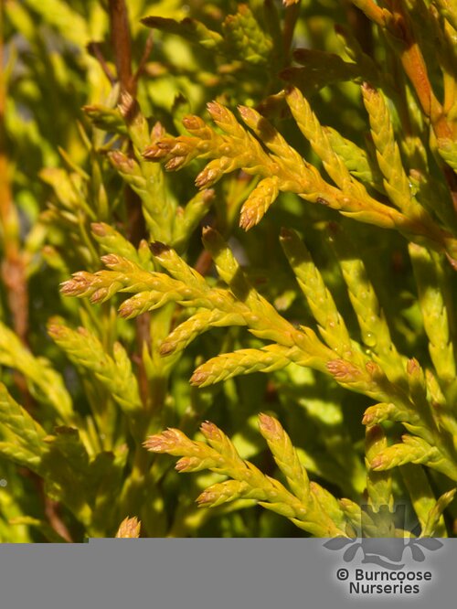 Thuja Occidentalis 'Rheingold'
