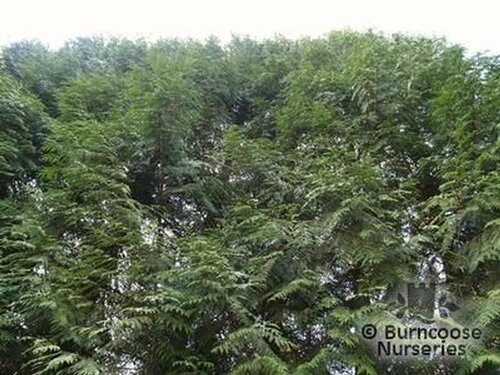 THUJA   