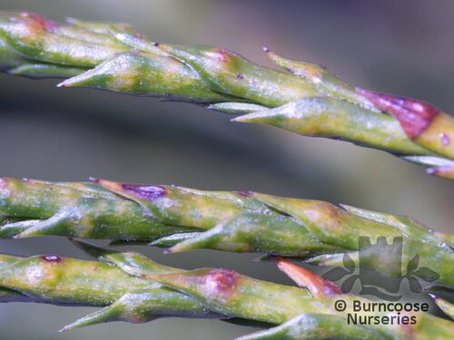 Thuja Plicata 'Whipcord' from Burncoose Nurseries
