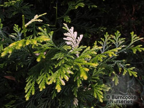 THUJOPSIS dolabrata 'Variegata' 