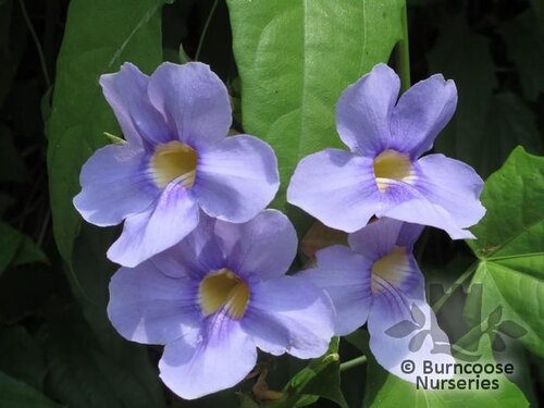 THUNBERGIA   