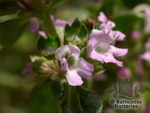 THYMUS   