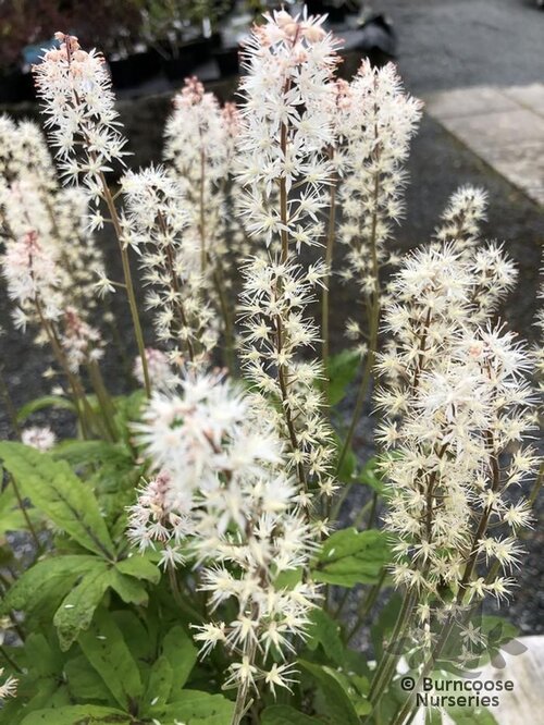 TIARELLA 'Spring Symphony'  