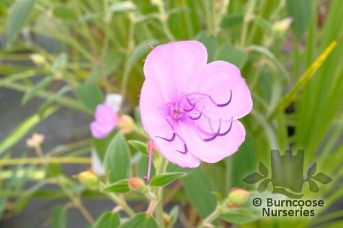TIBOUCHINA organensis 'Blue Moon' 