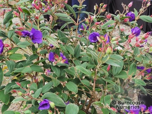 TIBOUCHINA urvilleana  