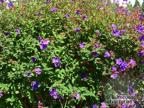 TIBOUCHINA   
