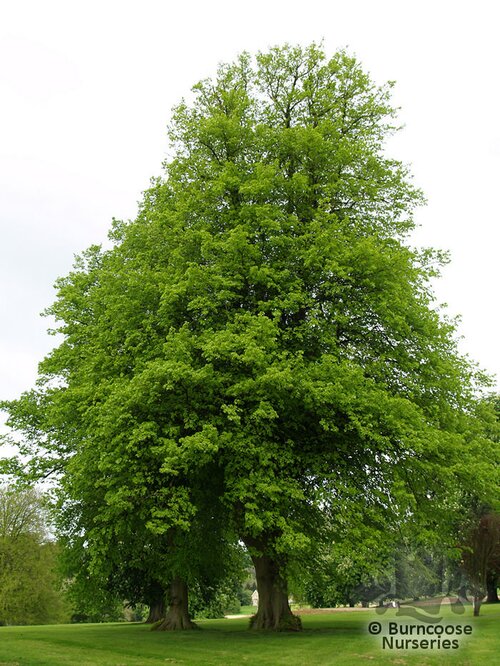 TILIA   