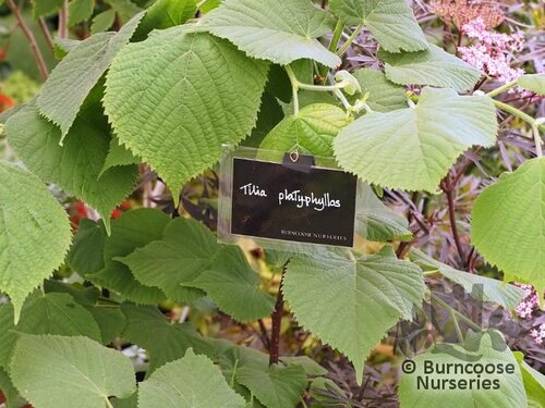 TILIA platyphyllos  