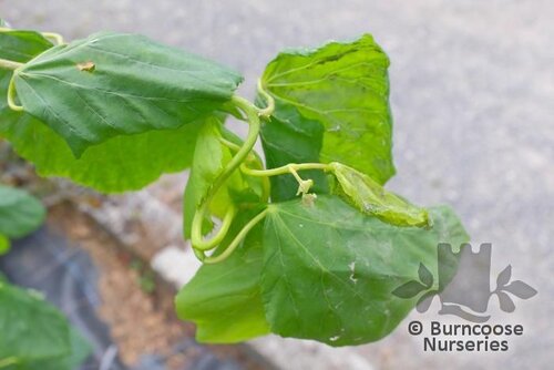TILIA platyphyllos 'Tortuosa' 