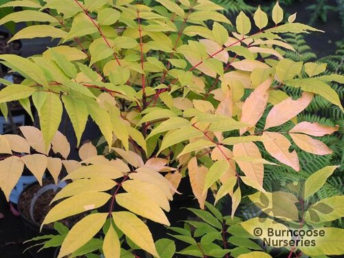 TOONA sinensis 'Flamingo' 