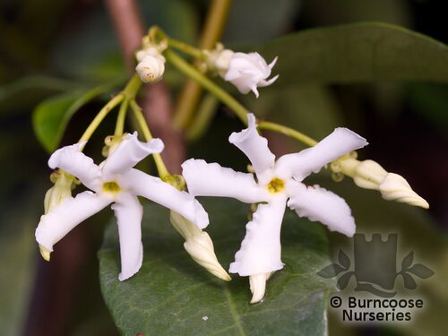 TRACHELOSPERMUM asiaticum  