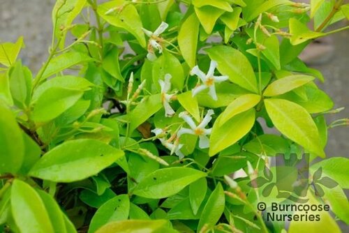 TRACHELOSPERMUM asiaticum 'Golden Memories' 