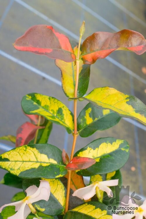 TRACHELOSPERMUM asiaticum 'Star Wars' 