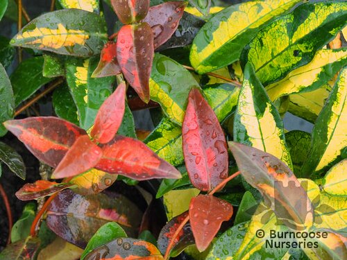 TRACHELOSPERMUM asiaticum 'Summer Sunset' 