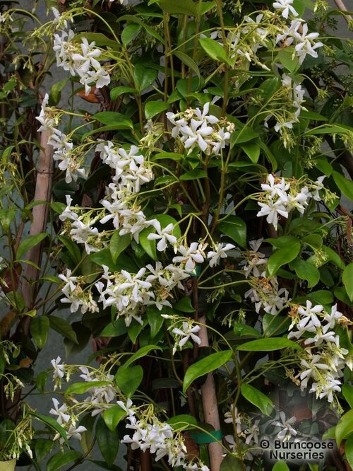 TRACHELOSPERMUM   