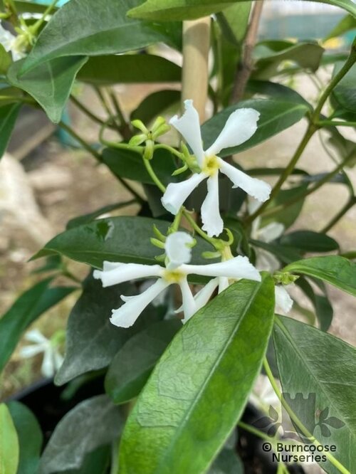 TRACHELOSPERMUM jasminoides 'Winter Ruby' 