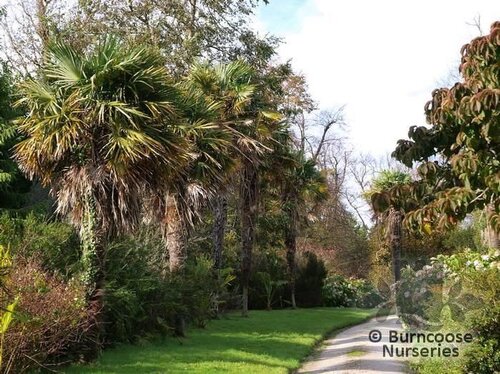 TRACHYCARPUS fortunei  