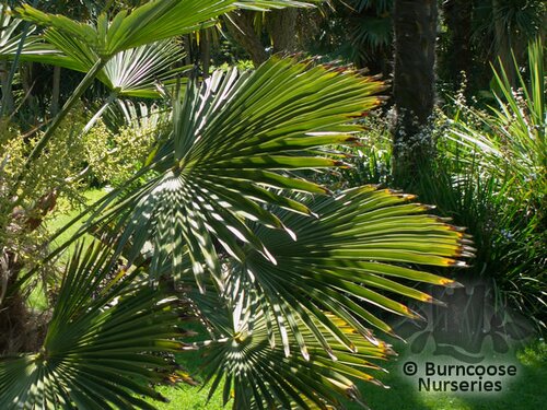 TRACHYCARPUS wagnerianus  