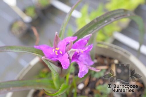 TRADESCANTIA 'Concord Grape'  