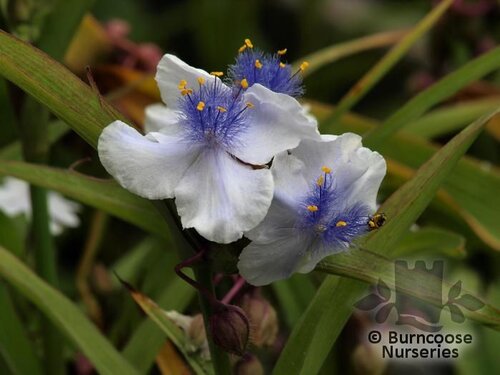TRADESCANTIA 'Osprey'  