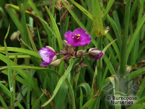 TRADESCANTIA   
