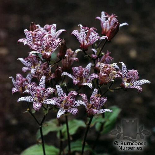 TRICYRTIS   