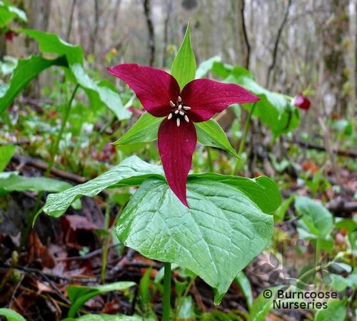TRILLIUM erectum  
